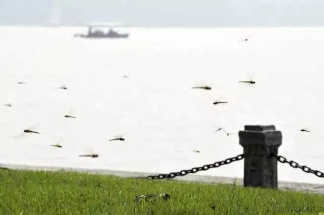 大规模蜻蜓出现什么现象,蜻蜓突然变多低空飞行是什么征兆