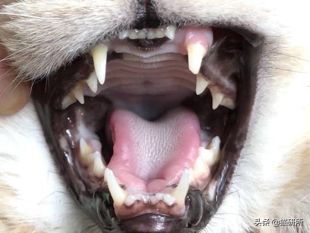 每天15分钟，医生手把手教你做17项猫咪全身检查