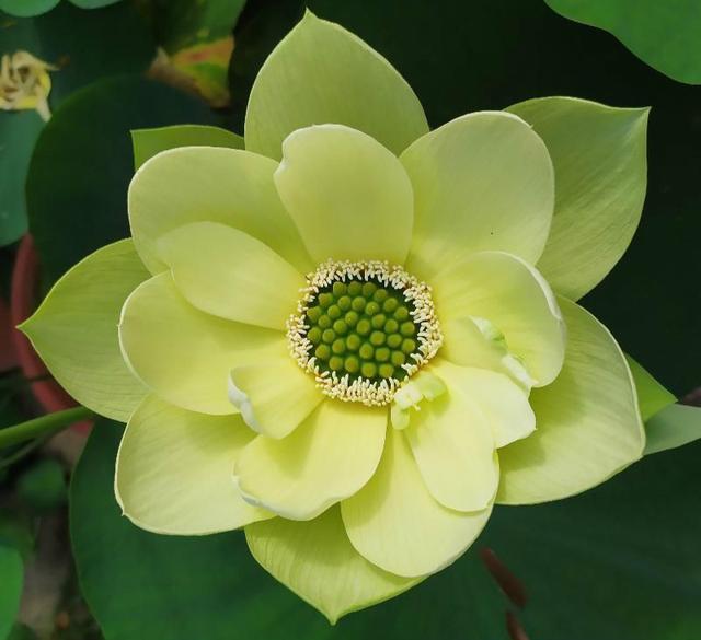 碗莲怎么种植与养护,碗莲种植技术及施肥方法