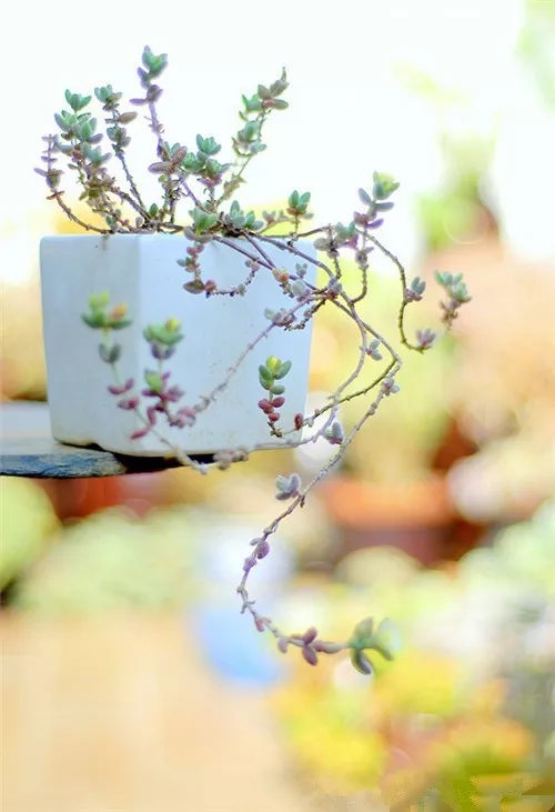 多肉老桩速成法根本用不了三五年,多肉怎么养成老桩小技巧