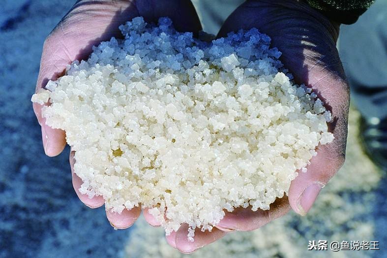 预防鱼儿生病怎么下药,如何急救生病的鱼