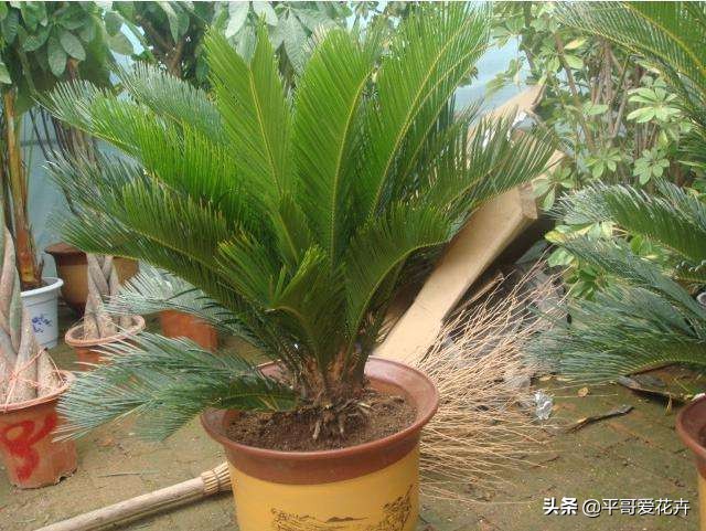 怎样使铁树的叶子变油绿,铁树叶子不油绿什么原因