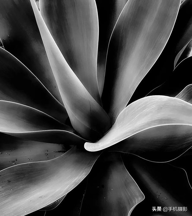 ippa摄影大赛年度总冠军,ippa摄影大赛2014