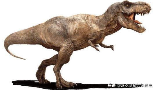 鸡的祖先真的是霸王龙吗,鸡的祖先是霸王龙的亲戚吗