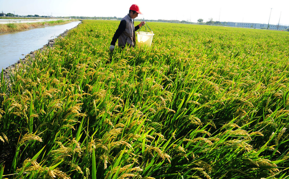 稻田里的泥鳅怎么捕捞,稻田里养殖泥鳅成本利润