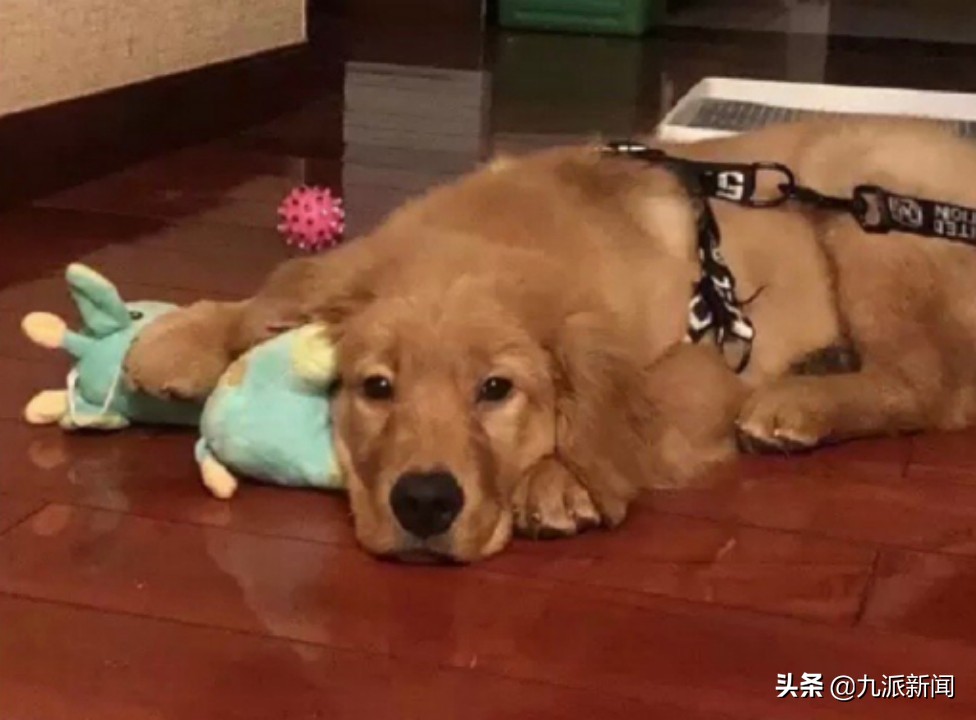 金毛空运改陆运结局,金毛空运转陆运