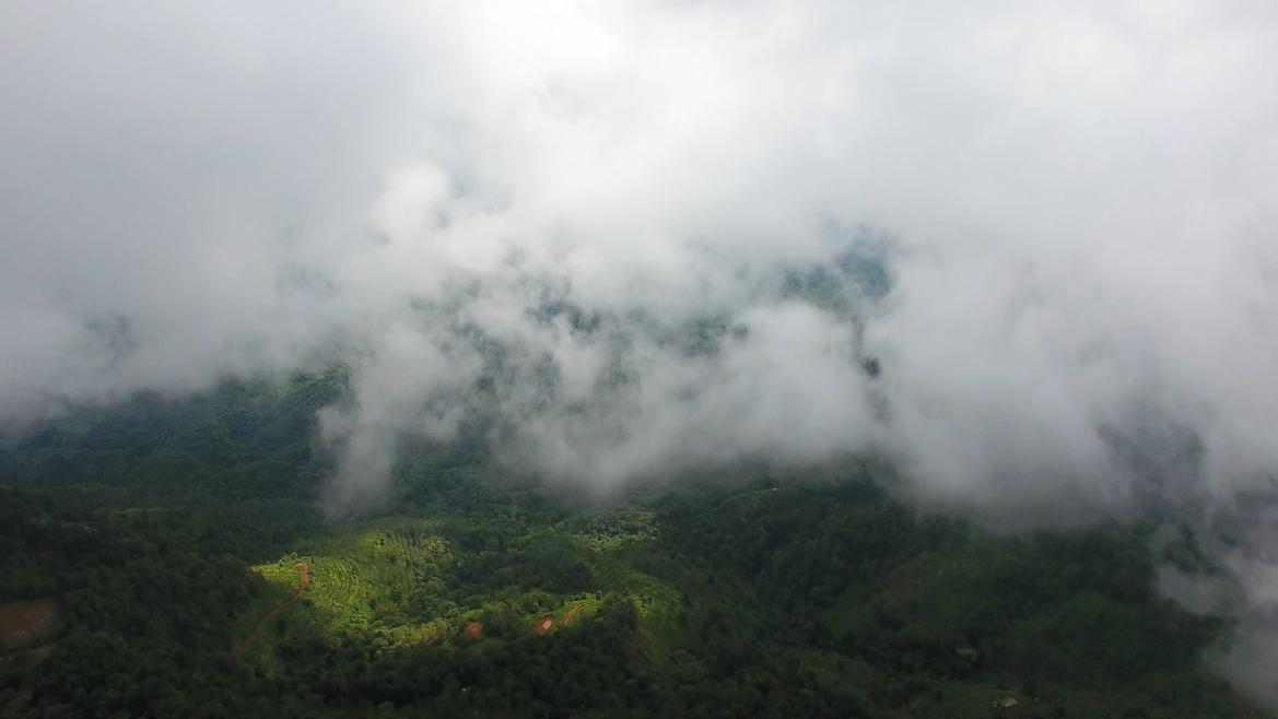 新茶上市快来选购吧,教你如何正确选购新茶