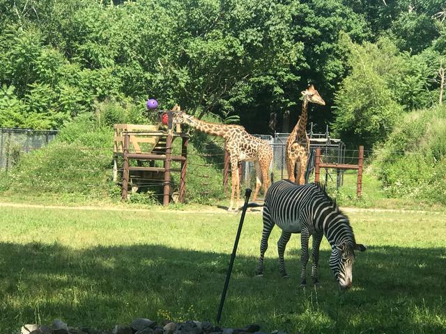 探访华盛顿动物园,波士顿公园周边游