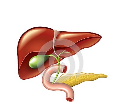 中医基础知识五脏六腑,中医五脏六腑基础知识