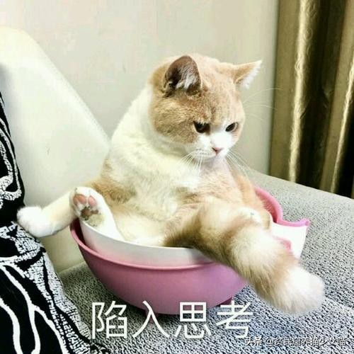 辟谣猫咪并非黑夜都能看得清,辟谣猫咪寄生虫