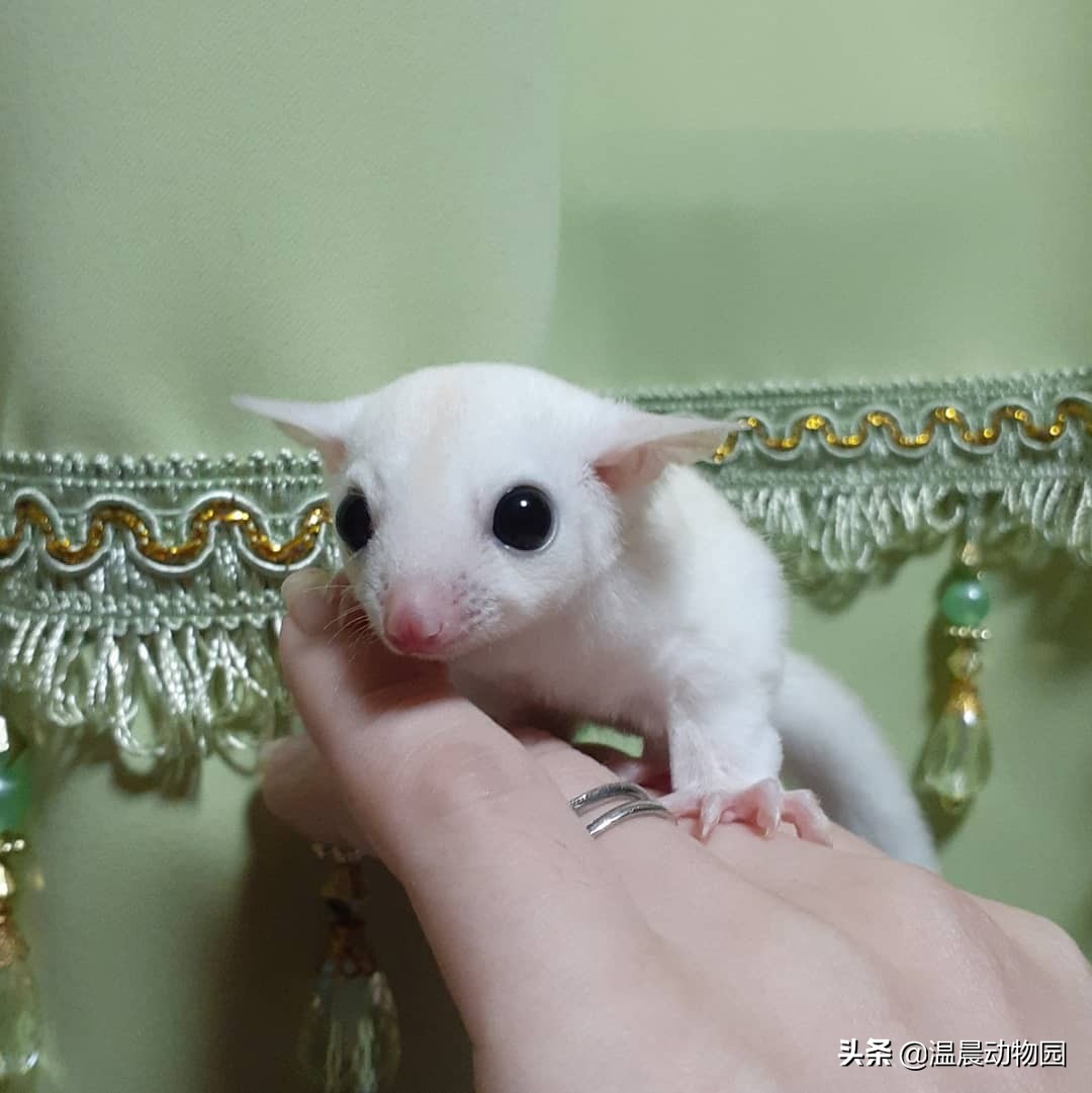 蜜袋鼯到底好不好养,养蜜袋鼯的优点和缺点