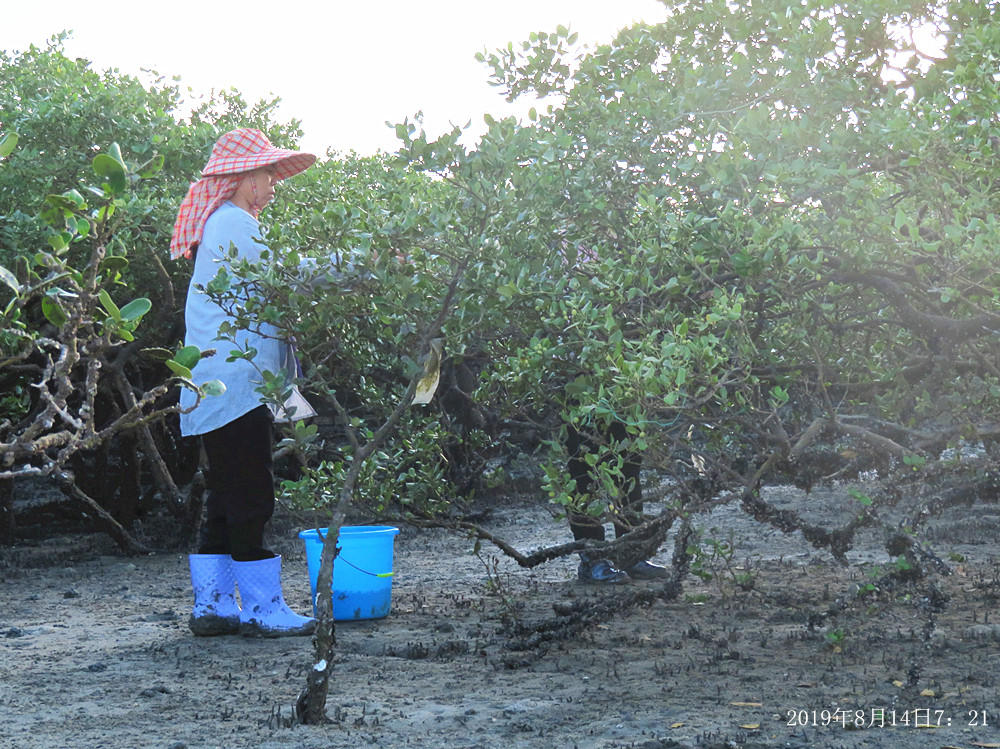痛心！北海红树林不设防，任你踩任你挖