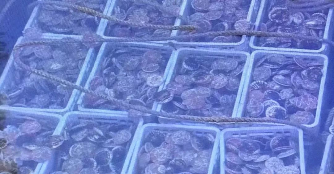 獐子岛扇贝逃跑,獐子岛扇贝跑路史