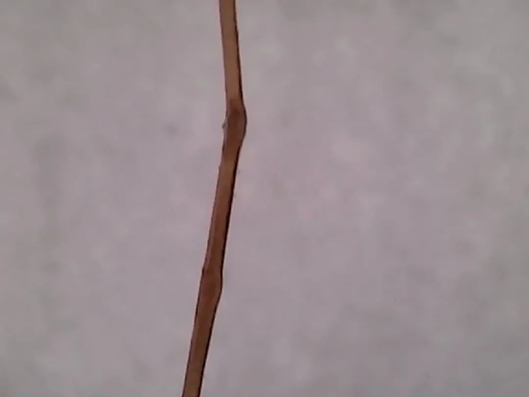 暑假孩子玩手机不如打篮球吧,儿童显微镜放大蚂蚁120倍