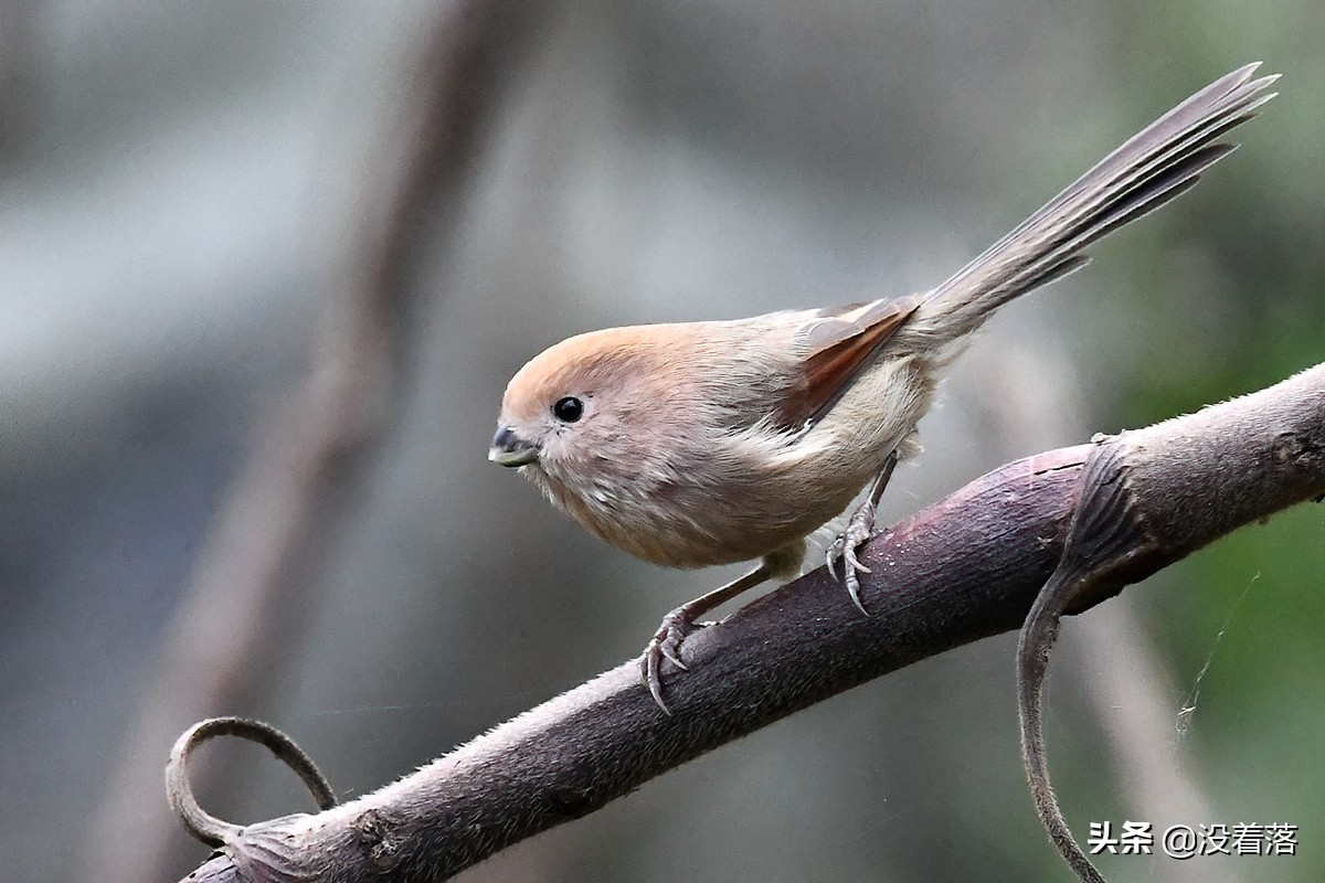 「10.13」北京沙河观鸟日记：收获长尾山椒鸟与中华攀雀