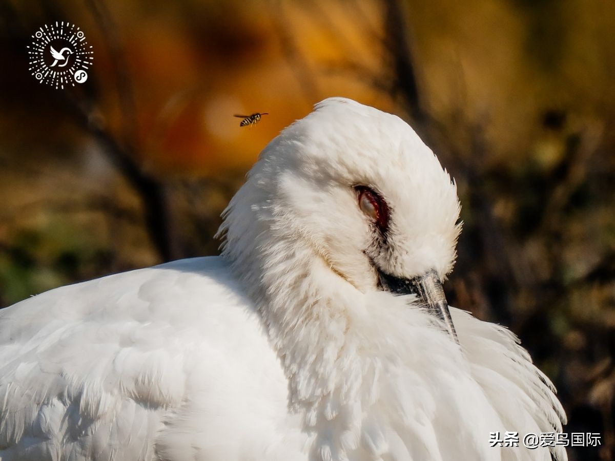 奥林巴斯单反全系列相机,奥林巴斯三千相机推荐