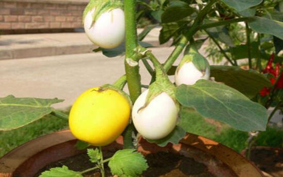 王大妈种菜视频大全,王大妈种菜