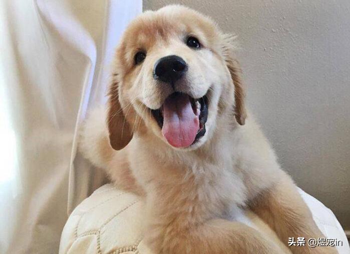 犬种智商,犬种智商排名第一名金毛