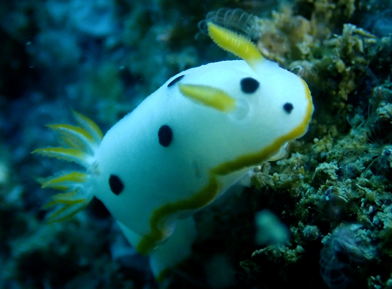 珠海海兔，它们在万山岛活得不错，明年再探望它们