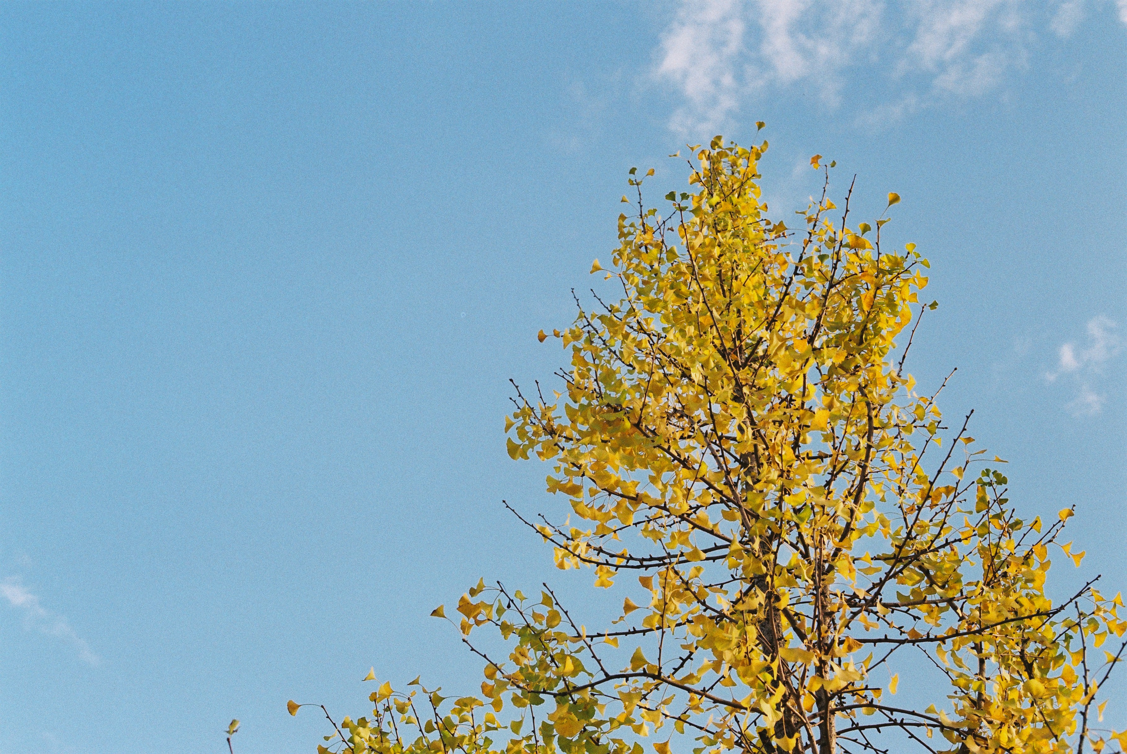 胶片拍出来不晒是什么样子的,日系胶片拍摄过程