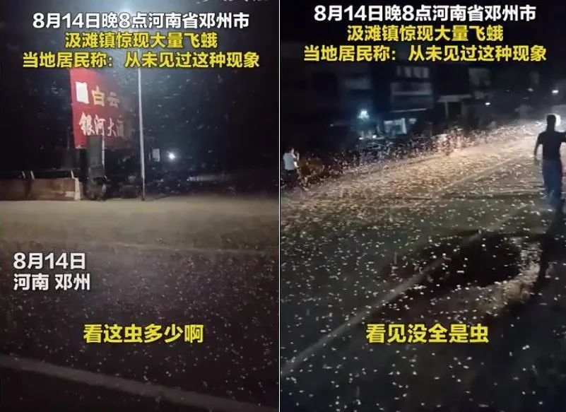 河南邓州出现大量虫是什么虫,专家谈邓州蜉蝣聚集现象
