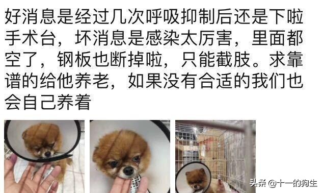 被好心人捡到，伤口复发医生不得不截肢保命，主人却上门索要赔偿