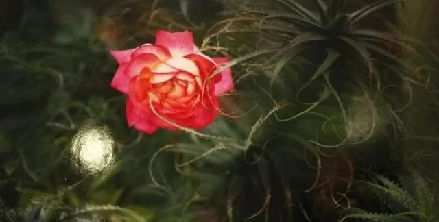 朱玲玲豪门贵妇 (香港豪门贵妇朱玲玲)