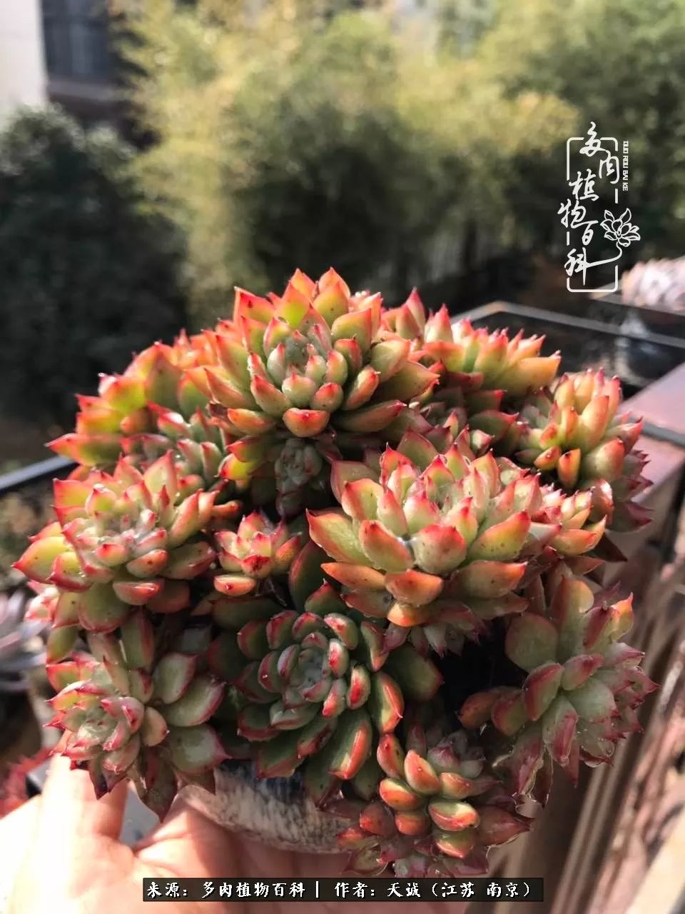 鍙拱瀵圭殑涓嶄拱璐电殑灏忔牱,鍙拱瀵圭殑涓嶄拱璐电殑鍥剧墖灞曠ず