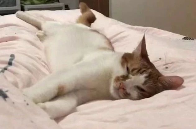 辟谣：猫咪白细胞升高就要使用消炎药？不，谨防滥用抗生素