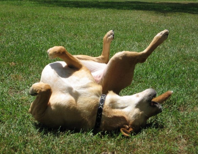 狗狗突然癫痫抽搐,狗狗突发癫痫该如何缓解