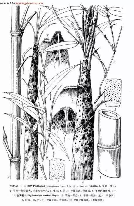 26种竹子大全,26种竹子的特别之处