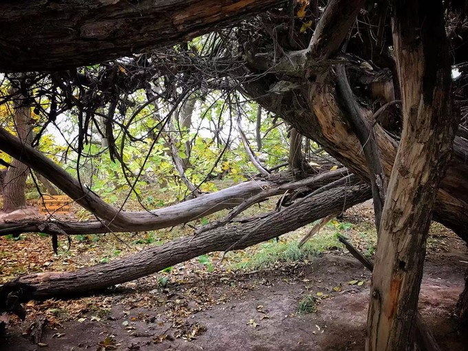 新疆阿克苏美丽风景,新疆阿克苏美景介绍视频