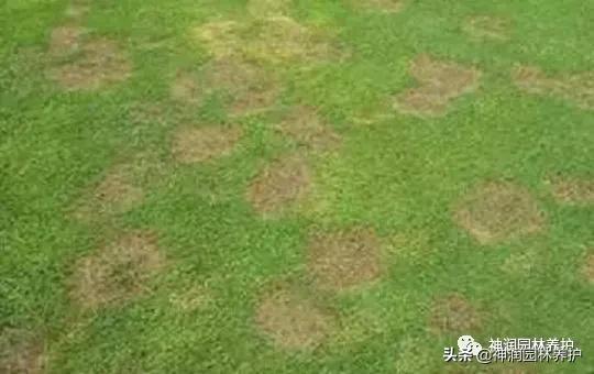 园林病害预警｜高温天气草坪病害的发生与防治