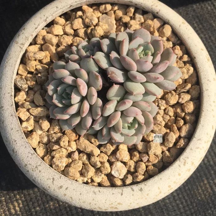 5种可爱的多肉,皮实好养,充满文艺范