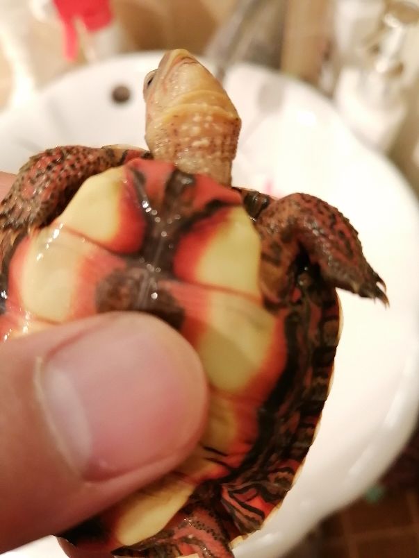 木纹龟生病,木纹龟眼睛出问题