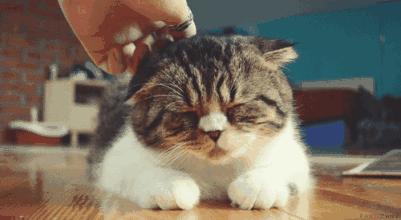 成年猫咪就咬人如何纠正,猫咪爱咬人怎么办教你三招