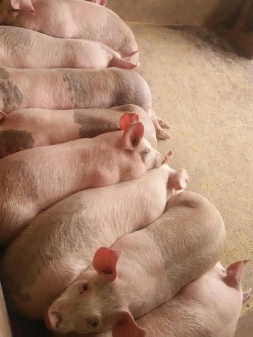 春季流行性感冒,养殖猪如何预防疾病