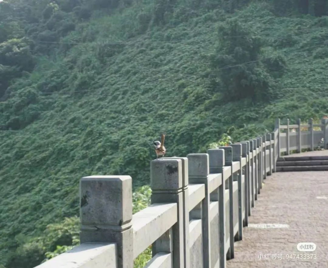 衢州为啥没有衢州鸭头,衢州鸭头不一样