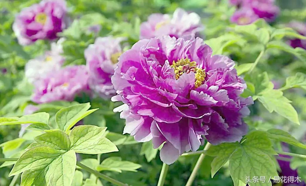 牡丹盆栽品种挑选,巴茨拉牡丹品种介绍