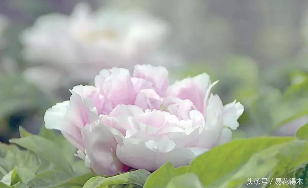 牡丹盆栽品种挑选,巴茨拉牡丹品种介绍