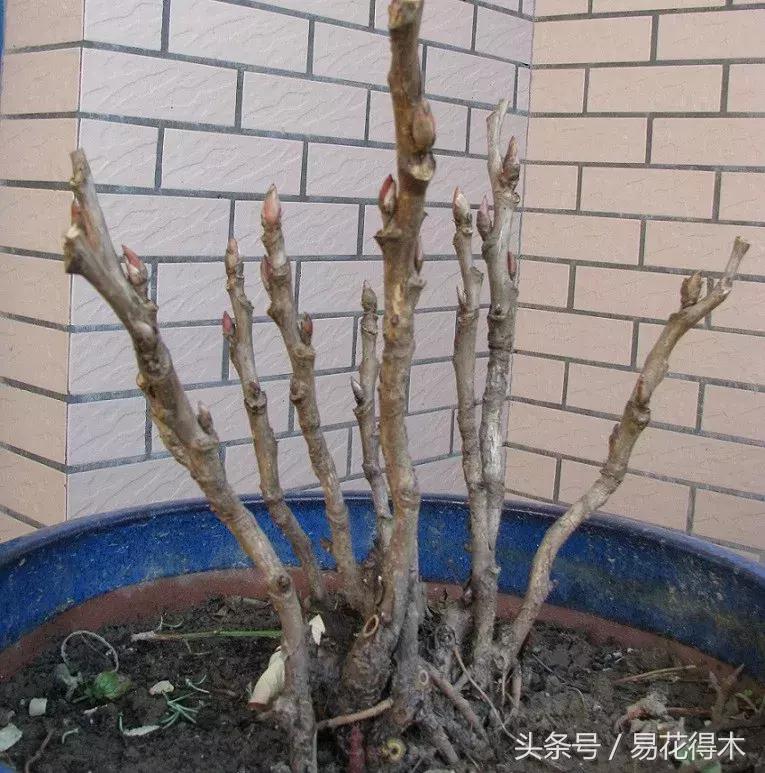 牡丹盆栽品种挑选,巴茨拉牡丹品种介绍