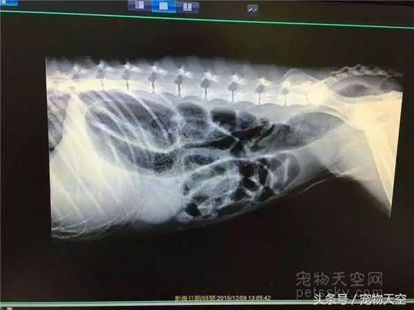 狗狗老是打嗝和干呕嘴巴还臭,狗狗总是打嗝是不是翻肠了