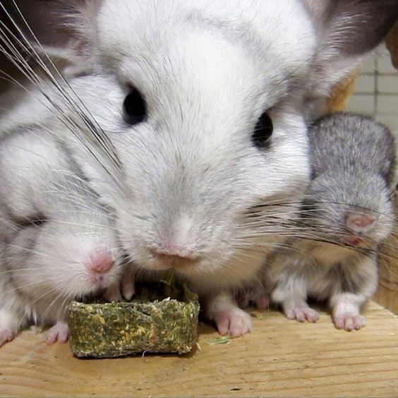 食草宠物龙猫,龙猫食草