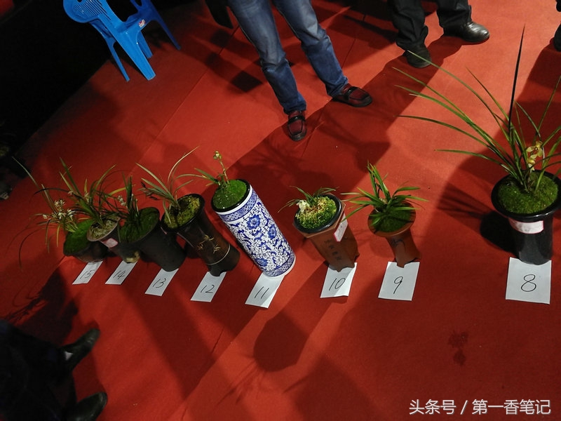 2020年云南兰花展获奖图片,2018年昆明兰花展精品图片