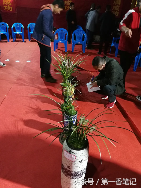 2020年云南兰花展获奖图片,2018年昆明兰花展精品图片