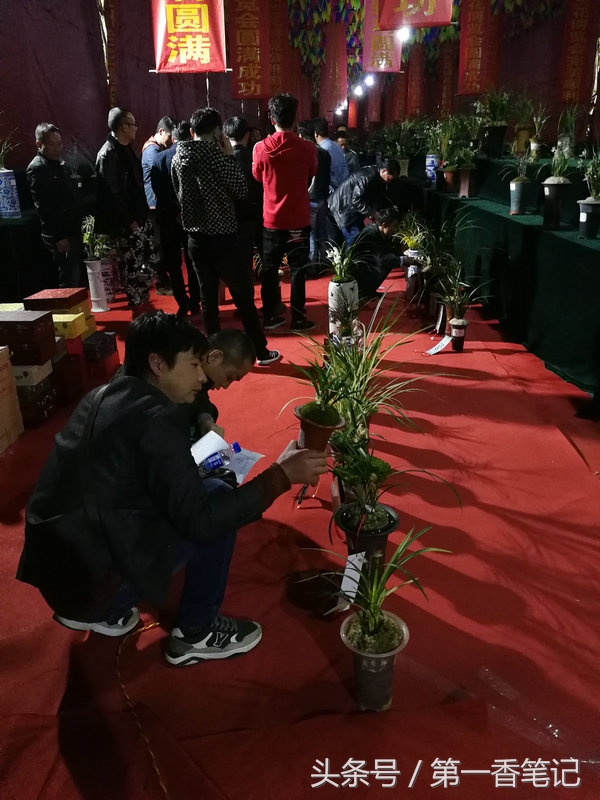 2018年昆明兰花展精品图片,云南兰花展作品欣赏