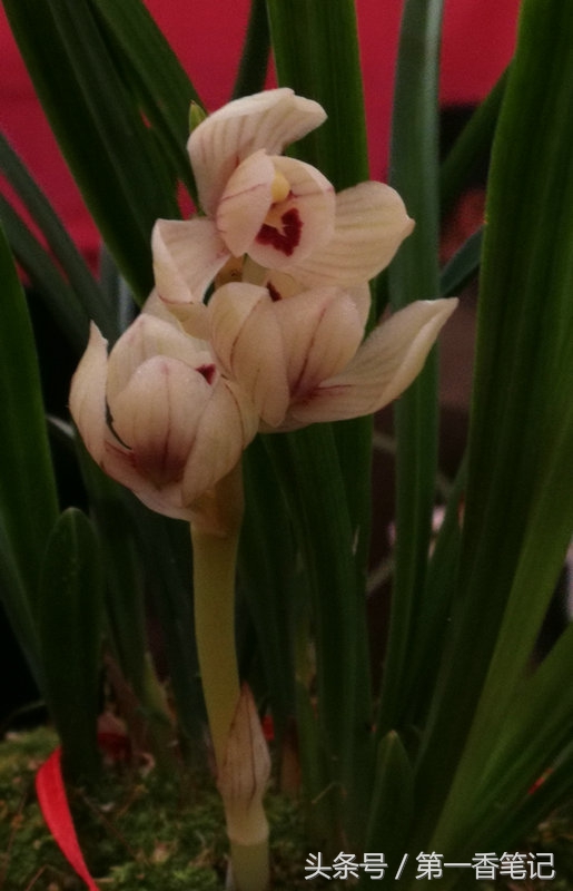 2018年昆明兰花展精品图片,云南兰花展作品欣赏