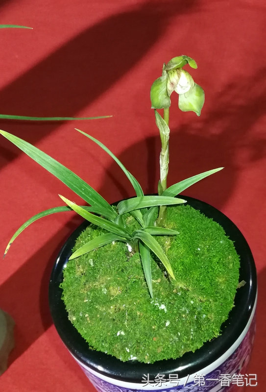 2020年云南兰花展获奖图片,2018年昆明兰花展精品图片