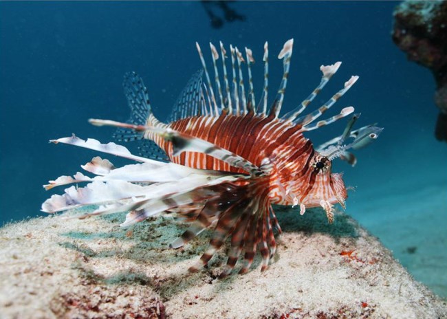 五彩缤纷绚丽多彩的观赏鱼,多彩缤纷的热带鱼图片