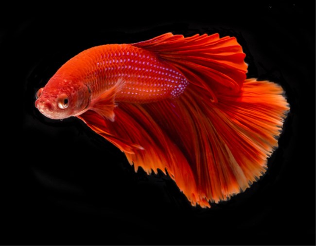 五彩缤纷绚丽多彩的观赏鱼,多彩缤纷的热带鱼图片